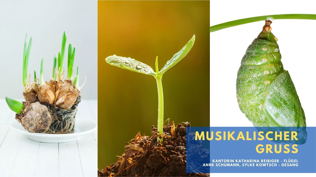 Aus der Zwiebel wird die Blume - Musikalischer Gruß am 23.03.2021