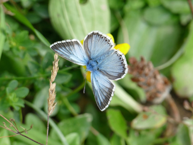 Klimaschutz: Weisheit statt Unvernunft Schmetterling auf Blume