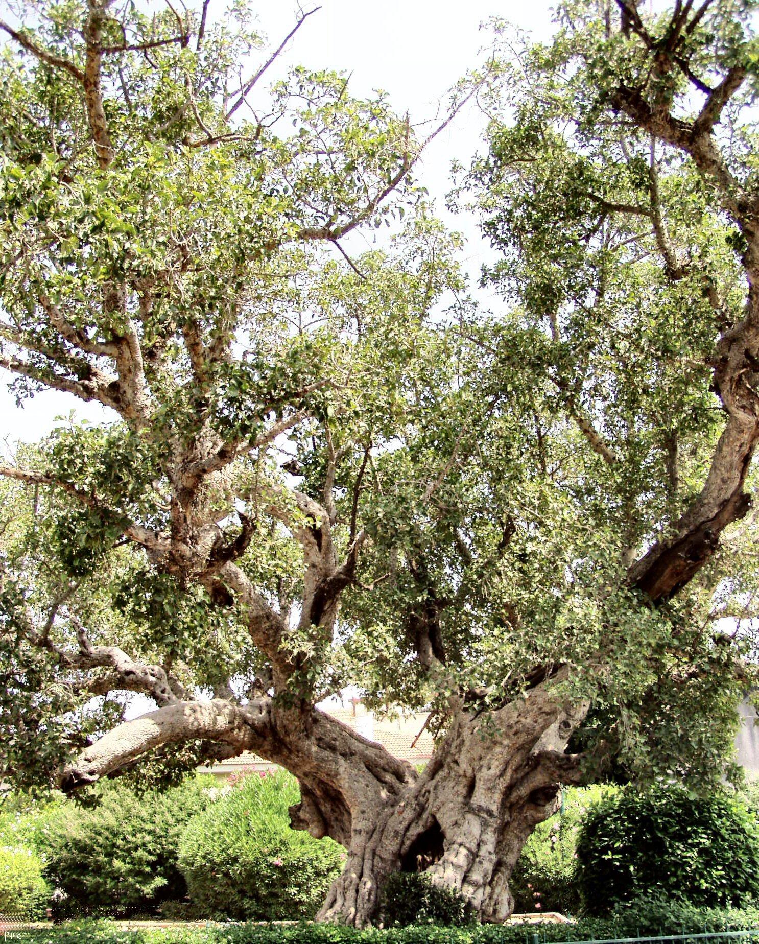 Zachäus Maulbeerfeigenbaum