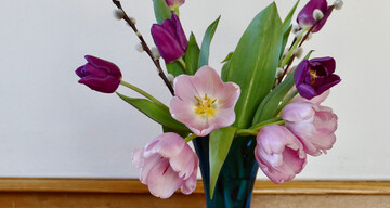 Tulpen