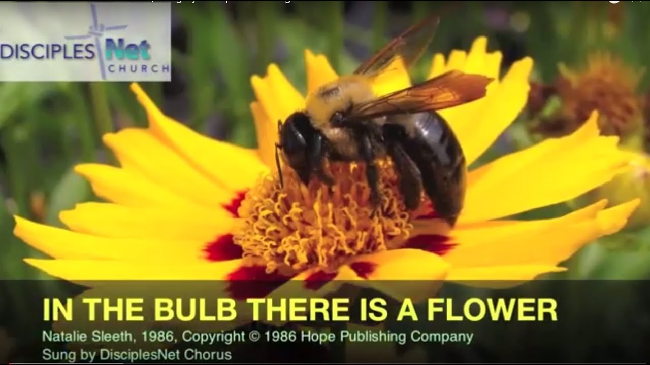 In the Bulb There is a Flower,  sing-along hymn with DisciplesNet Singers