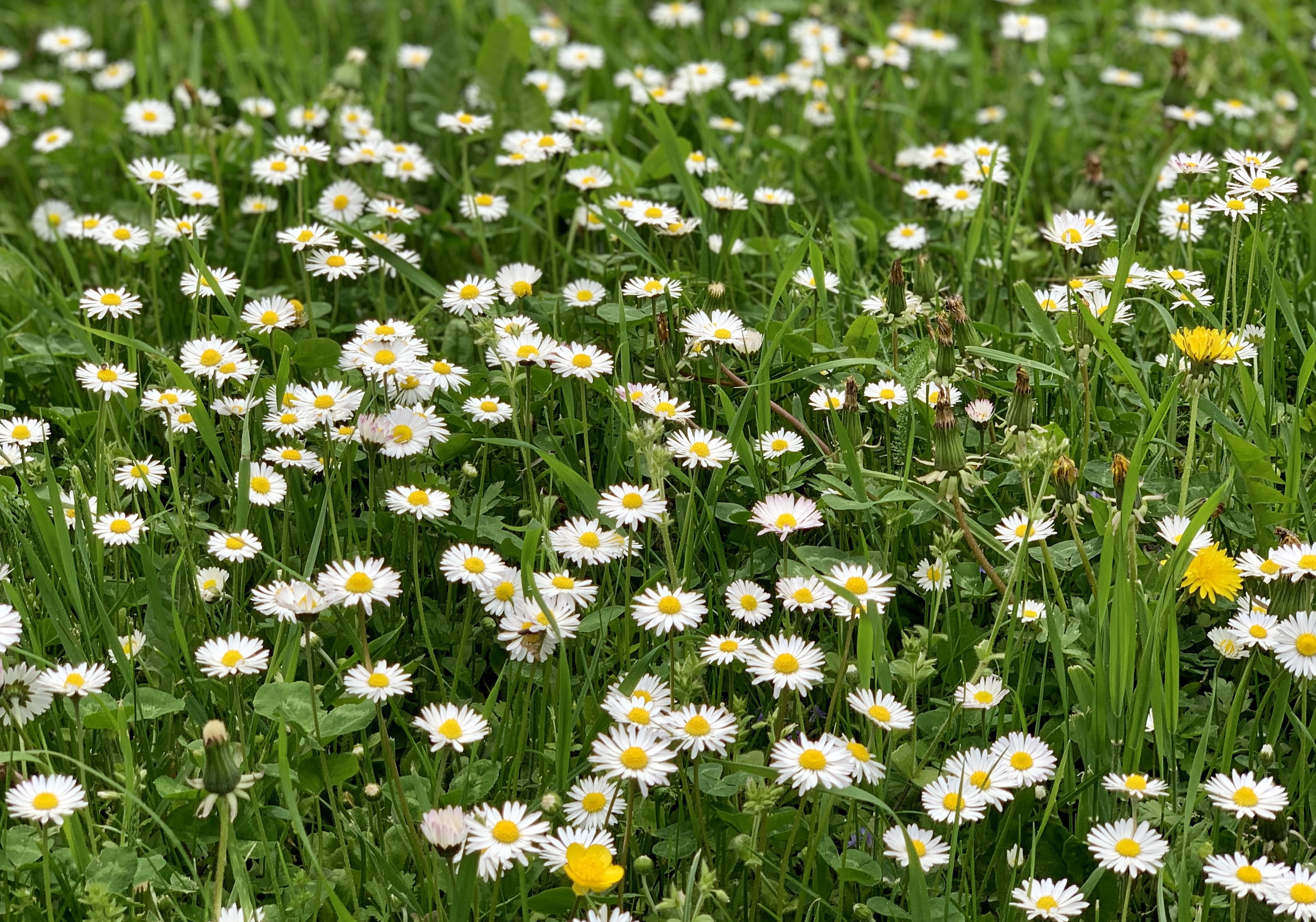 Ich bin vollkommen in Gottes Hand Wiese voller Gänseblümchen