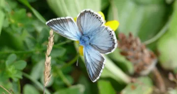 Schmetterling auf Blume