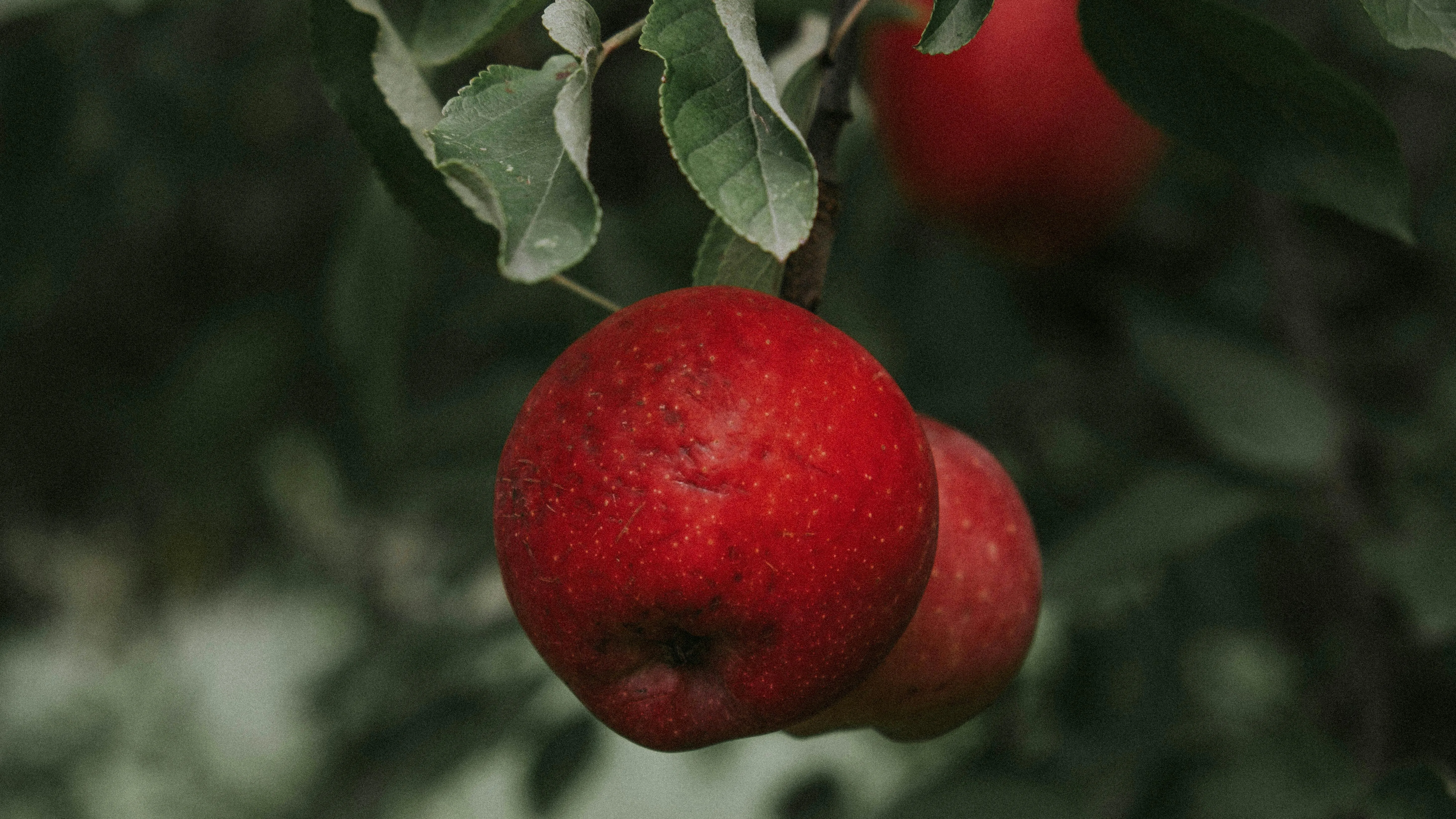 Schlange, Eva, Adam und Gott