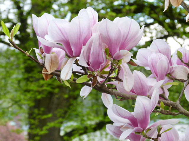 Magnolien im Frühling