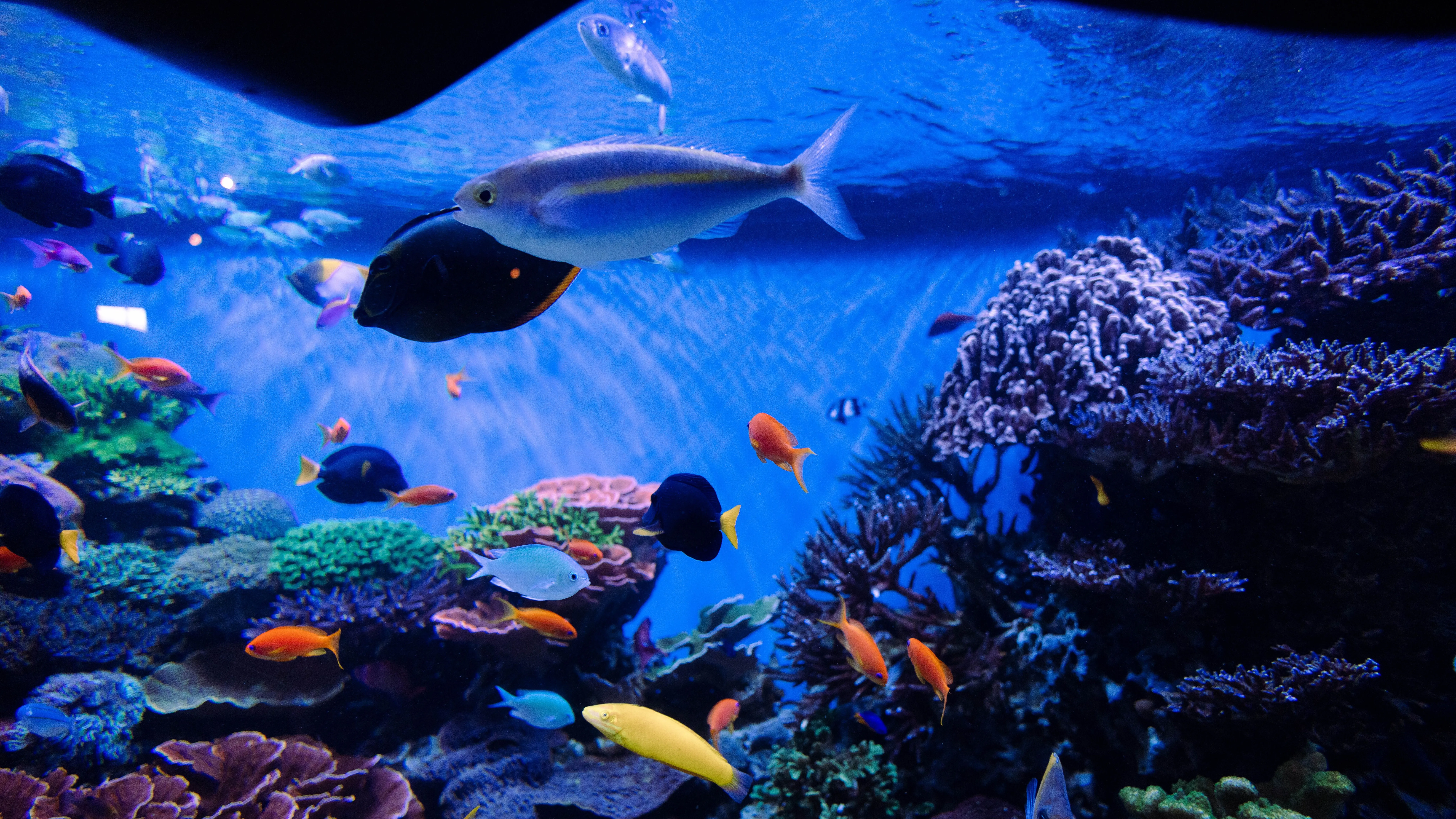Große und kleine Fische