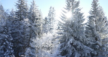 Schnee und Bäume