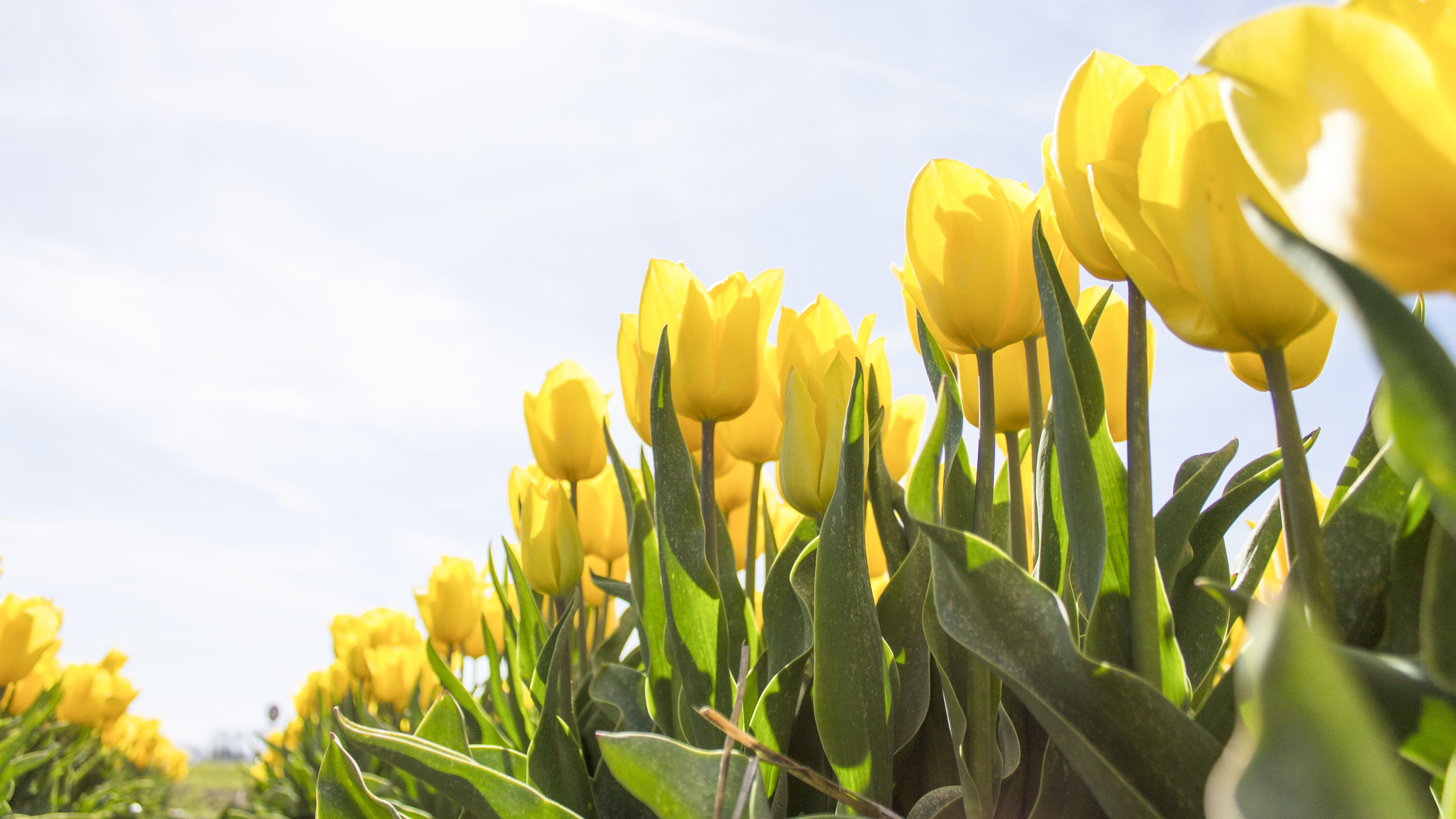 Aus der Zwiebel wird die Blume